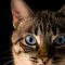 华为发布史上最贵终端，AITO 汽车