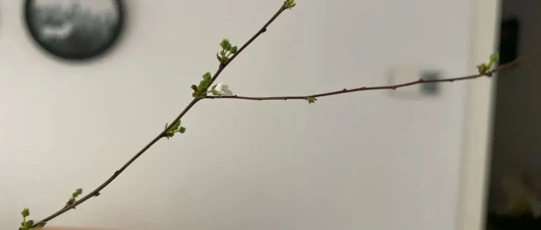 Featured image of post 你以为的春暖花开，来的却是倒春寒