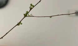 Featured image of post 你以为的春暖花开，来的却是倒春寒