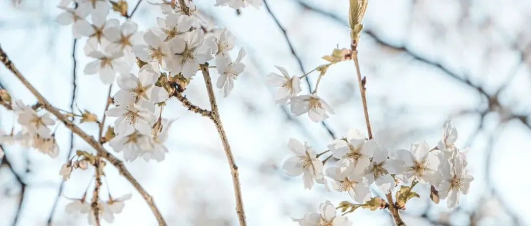 Featured image of post 挺到春暖花开