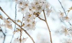 Featured image of post 挺到春暖花开