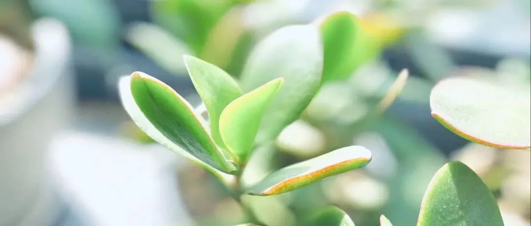 Featured image of post 平台焦虑