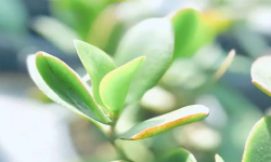 Featured image of post 平台焦虑
