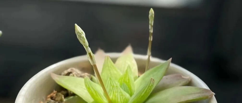 Featured image of post 春暖花开，继续等待