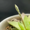春暖花开，继续等待