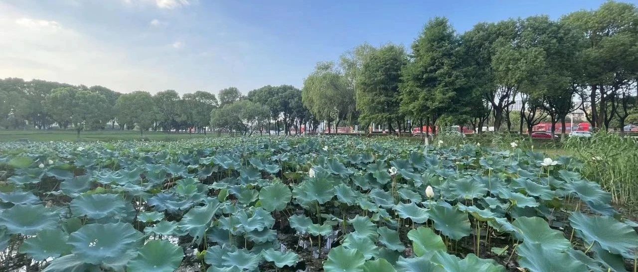 Featured image of post 小圈子文化