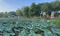 Featured image of post 小圈子文化