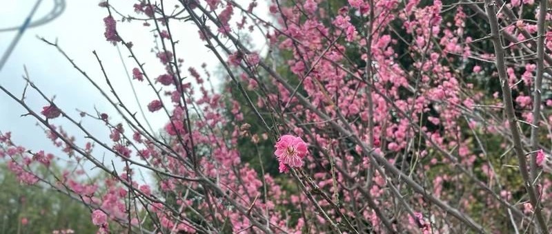 Featured image of post 提供了另一个选择，小报童专栏