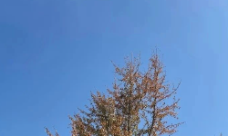 Featured image of post 摊牌了，不卷了