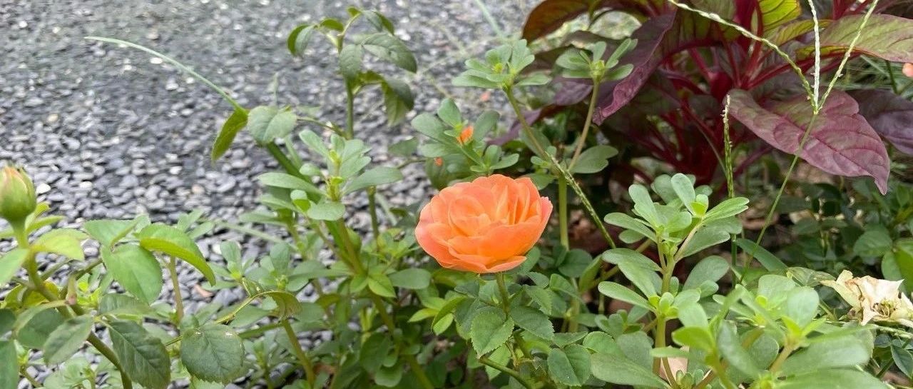 Featured image of post 拒绝内卷，保持松弛感