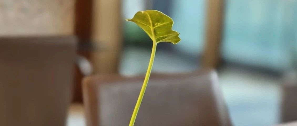 Featured image of post 惊蛰