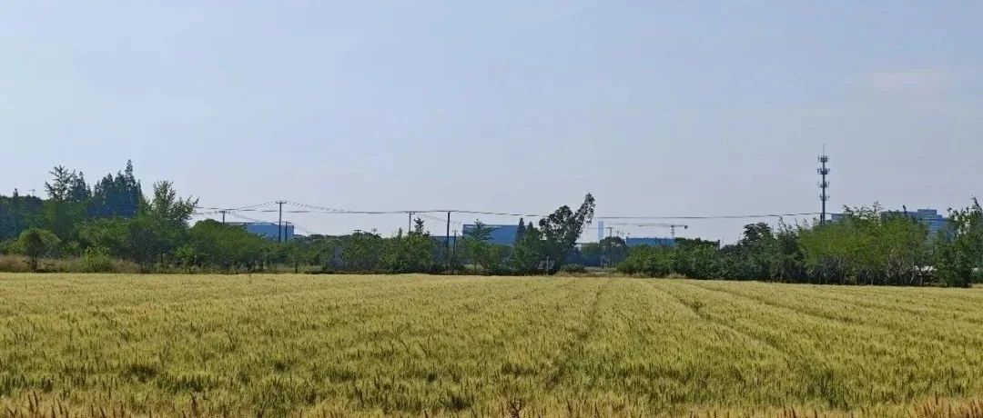Featured image of post 中年人遭遇职场危机应该如何自处