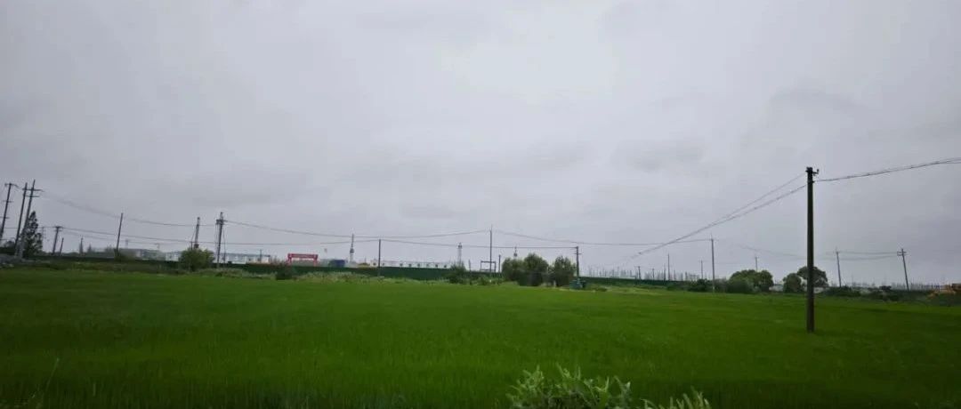 Featured image of post 麦田的能量场