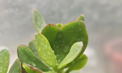 Featured image of post 春节互联网事件之最孤独的婚车
