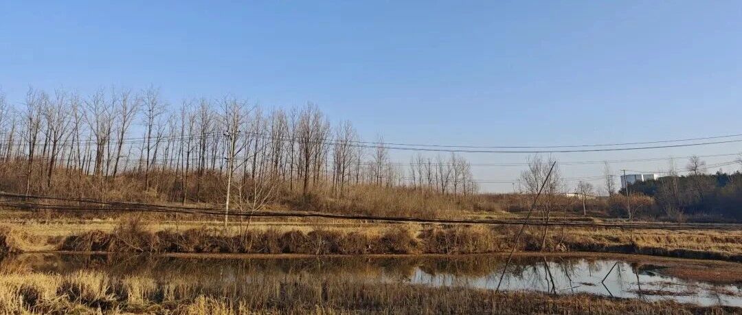 Featured image of post 春节回乡见闻2026