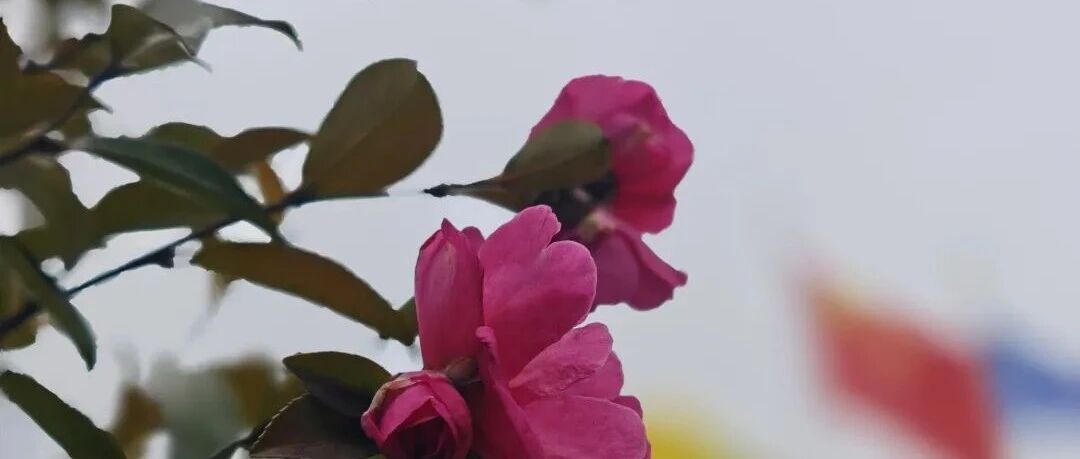 Featured image of post 元宵节之后，再无不奋斗的理由