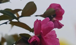 Featured image of post 元宵节之后，再无不奋斗的理由